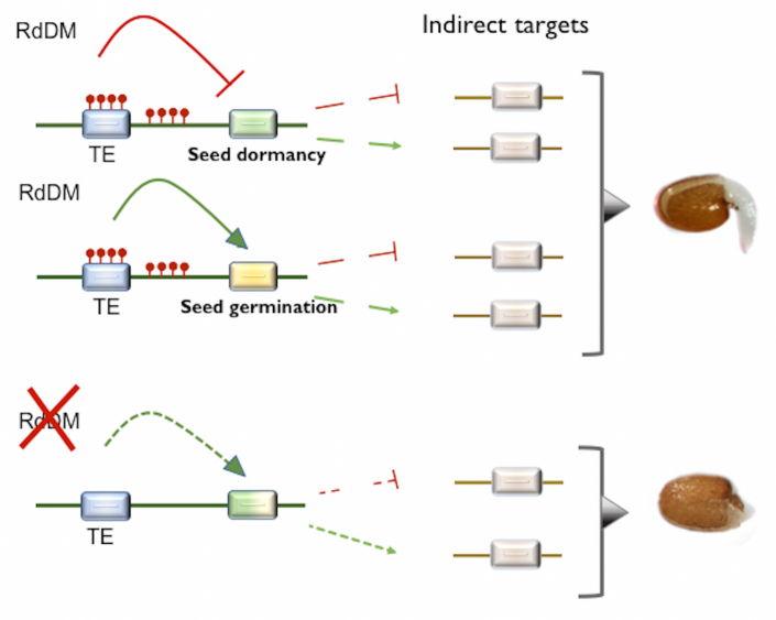 The canonical RdDM pathway mediates the control of seed germination ...