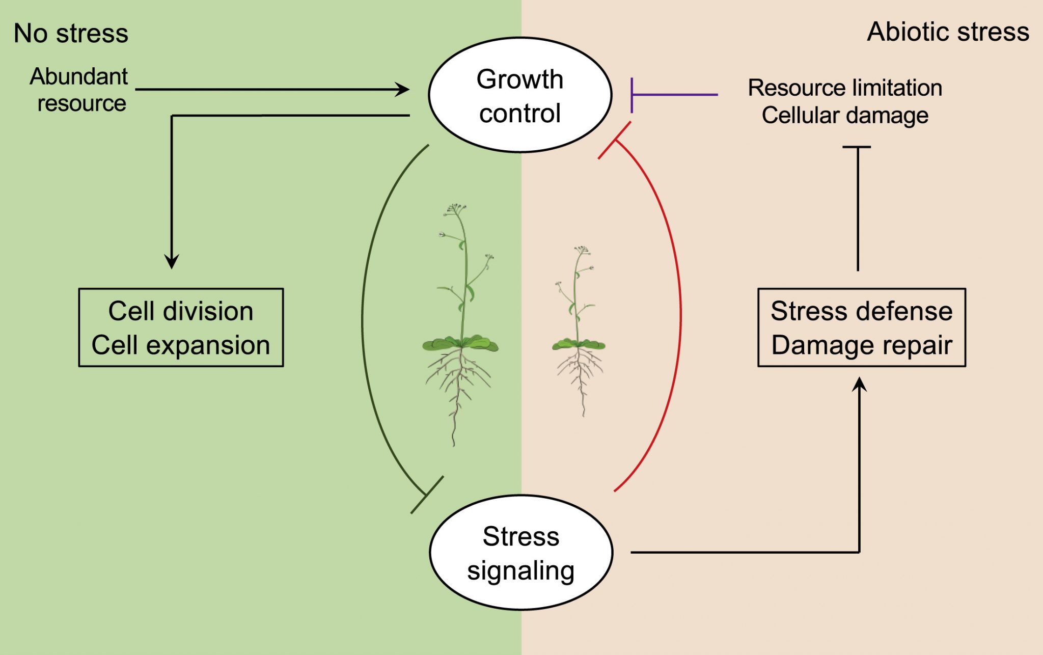 Plantae | Review: Thriving under stress: How plants balance growth and ...