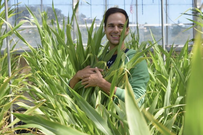 Plantae Recognizing Plant Cell authors Michael Busche