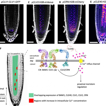 Plantae | Development and cell cycle dynamics of the root apical ...