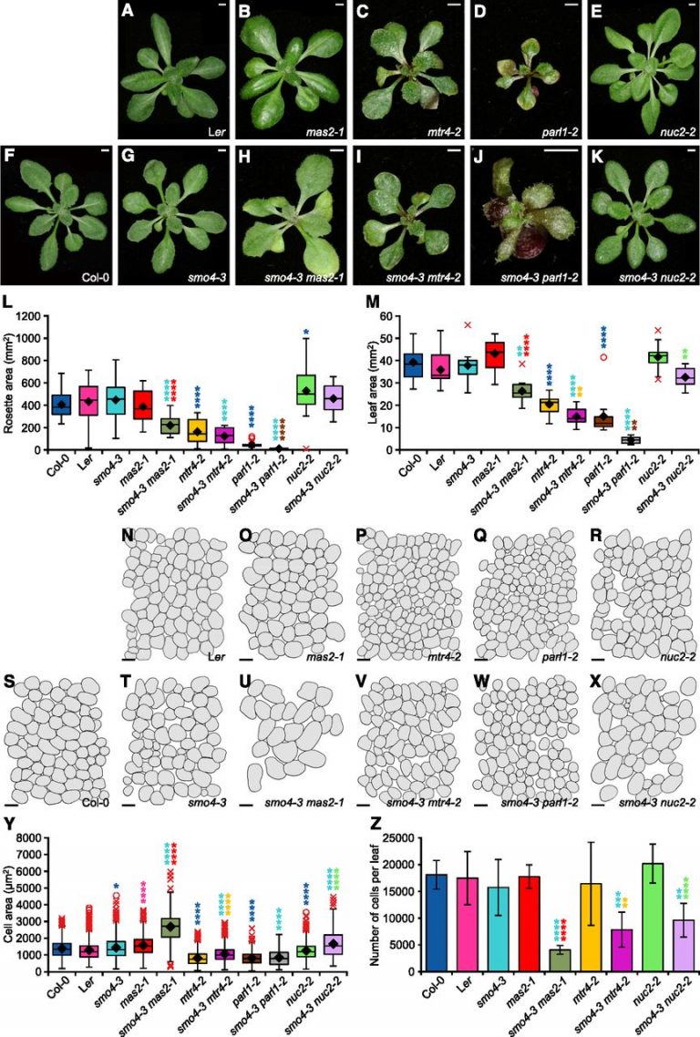 On the Inside: Characterization of a Ribosome Biogenesis Factor | Plantae