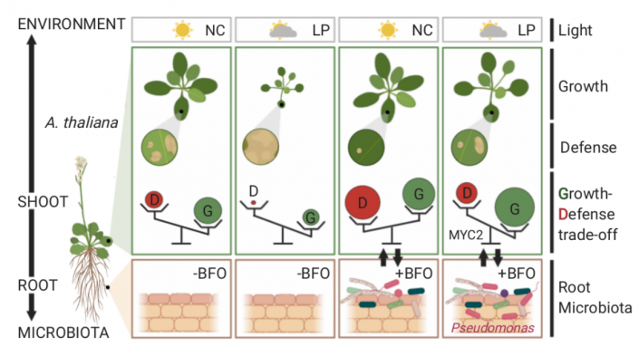 Plantae | Plant Science Research Weekly: December 4, 2020 | Plantae