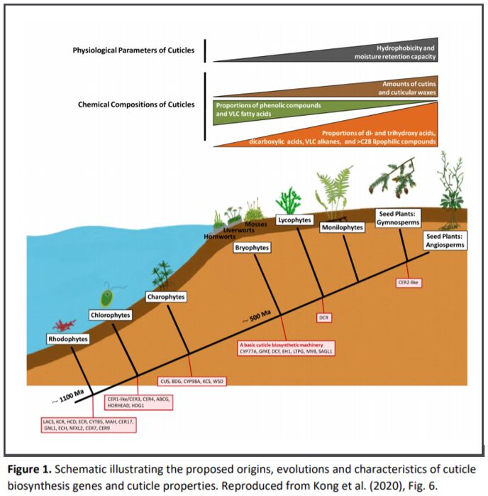 cuticle in plants