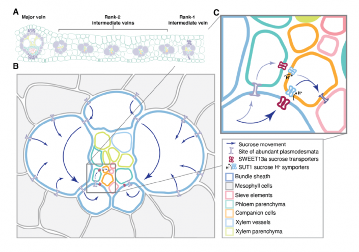 Evidence for phloem loading via the abaxial bundle sheath cells in ...