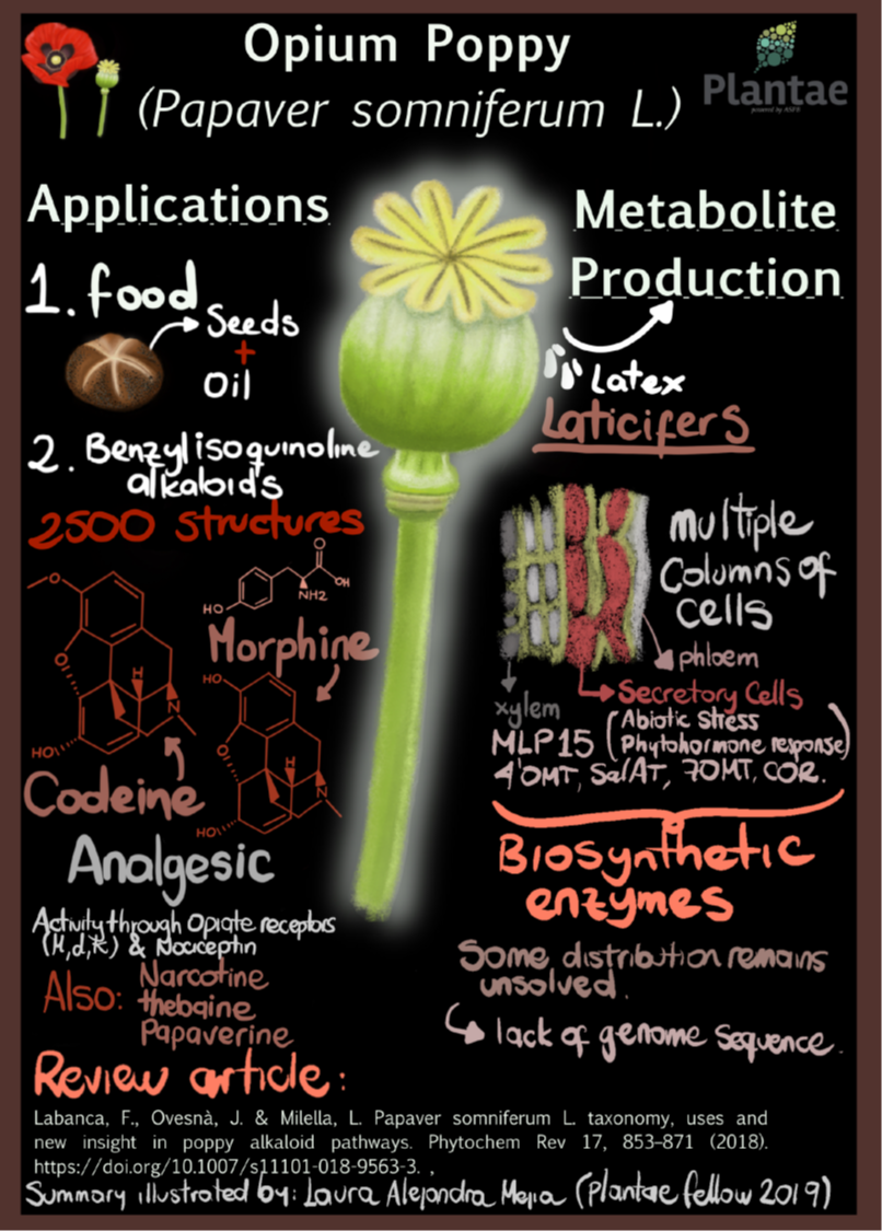 Papaver Somniferum Opium