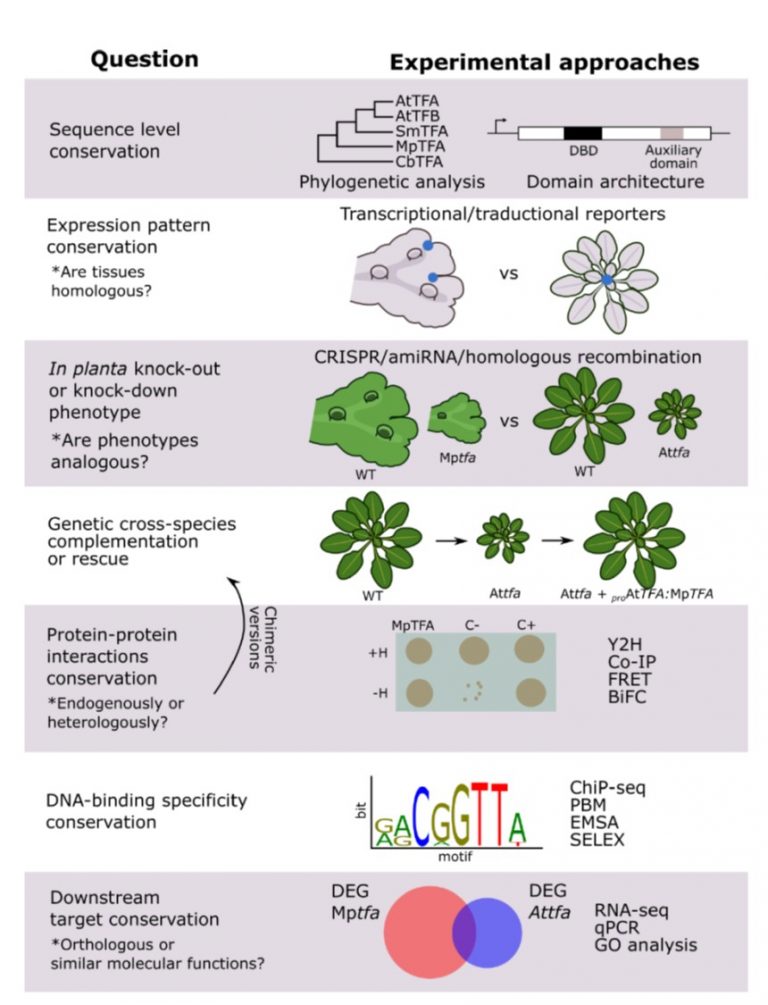 Review: Molecular mechanisms involved in functional macroevolution of ...