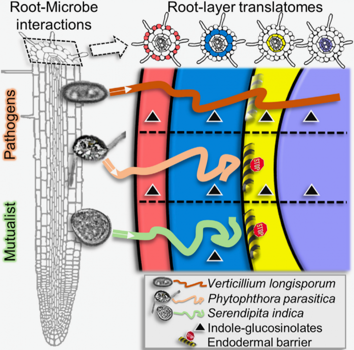 Plant Cell Layer-specific Responses Against Pathogenic And Beneficial ...