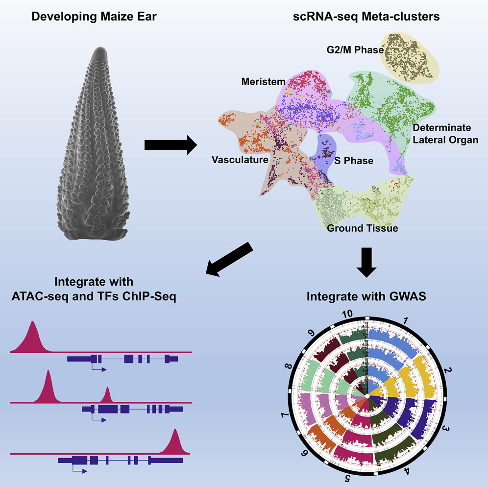 Single-cell RNA Sequencing Of Developing Maize Ears Facilitates ...