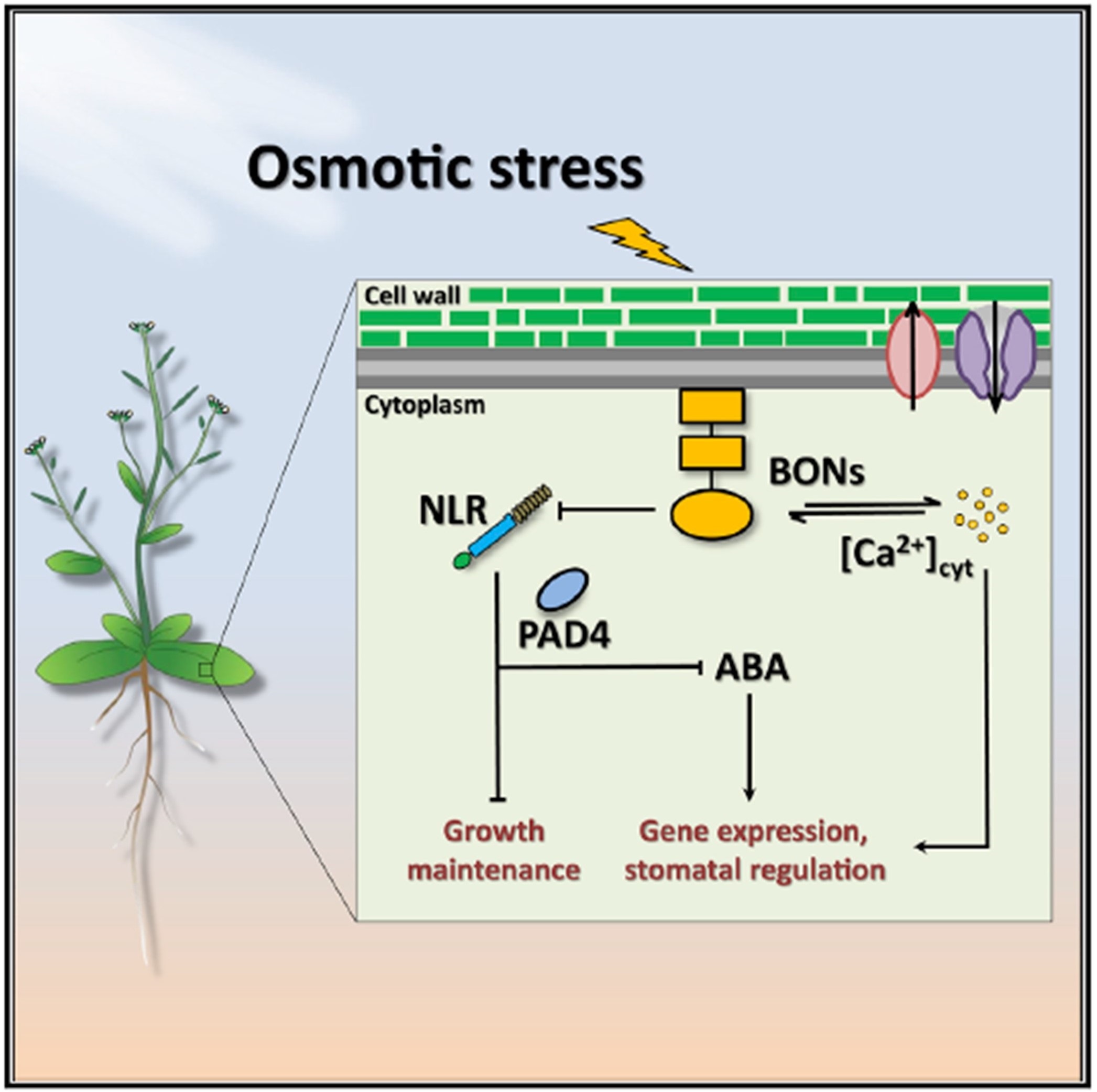 Bonzais Emerge As Nodal Regulators Of Osmotic Stress Responses Curr Biol Plantae