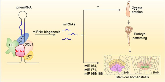 A DEAD-box RNA Helicase Plays Critical Roles In Zygote Division And ...