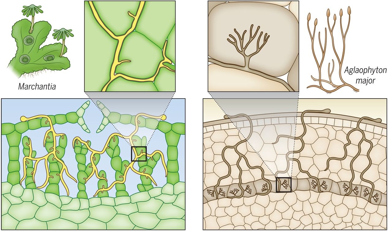 plantae-review-plant-evolution-driven-by-interactions-with-symbiotic