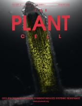 research about plant cell