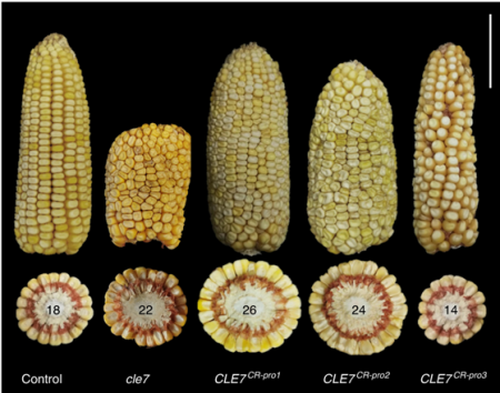 Plantae | Enhancing grain-yield-related traits by CRISPR-Cas9 promoter ...