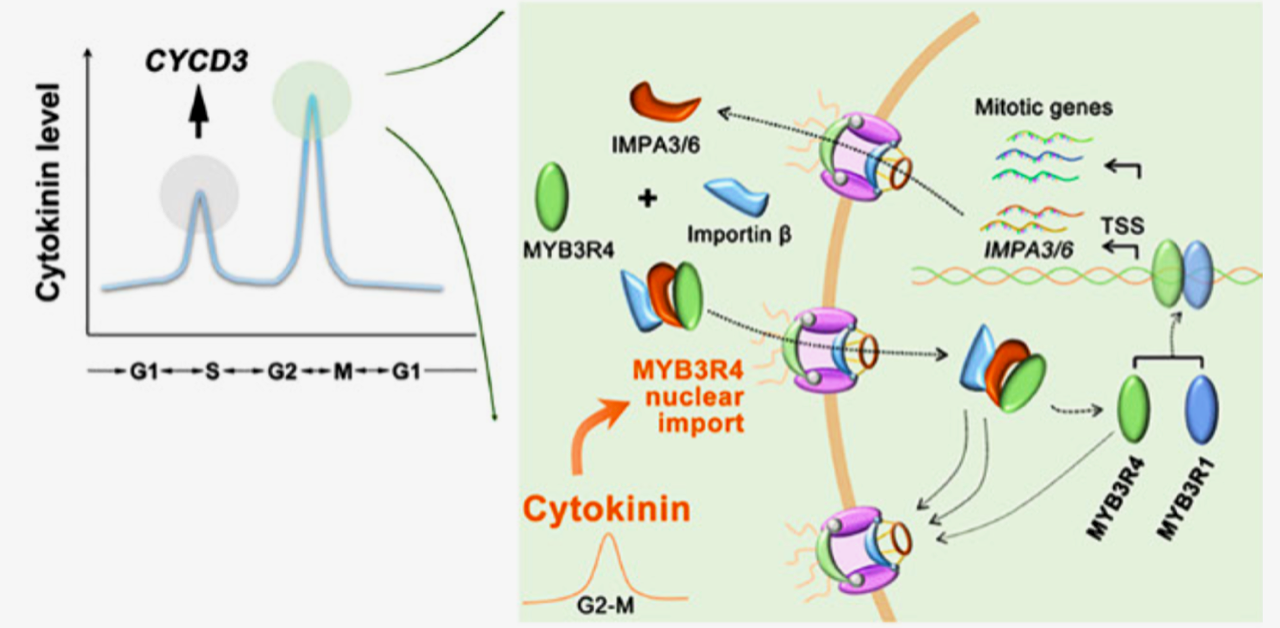 Plantae | Molecular mechanism of cytokinin-activated cell division