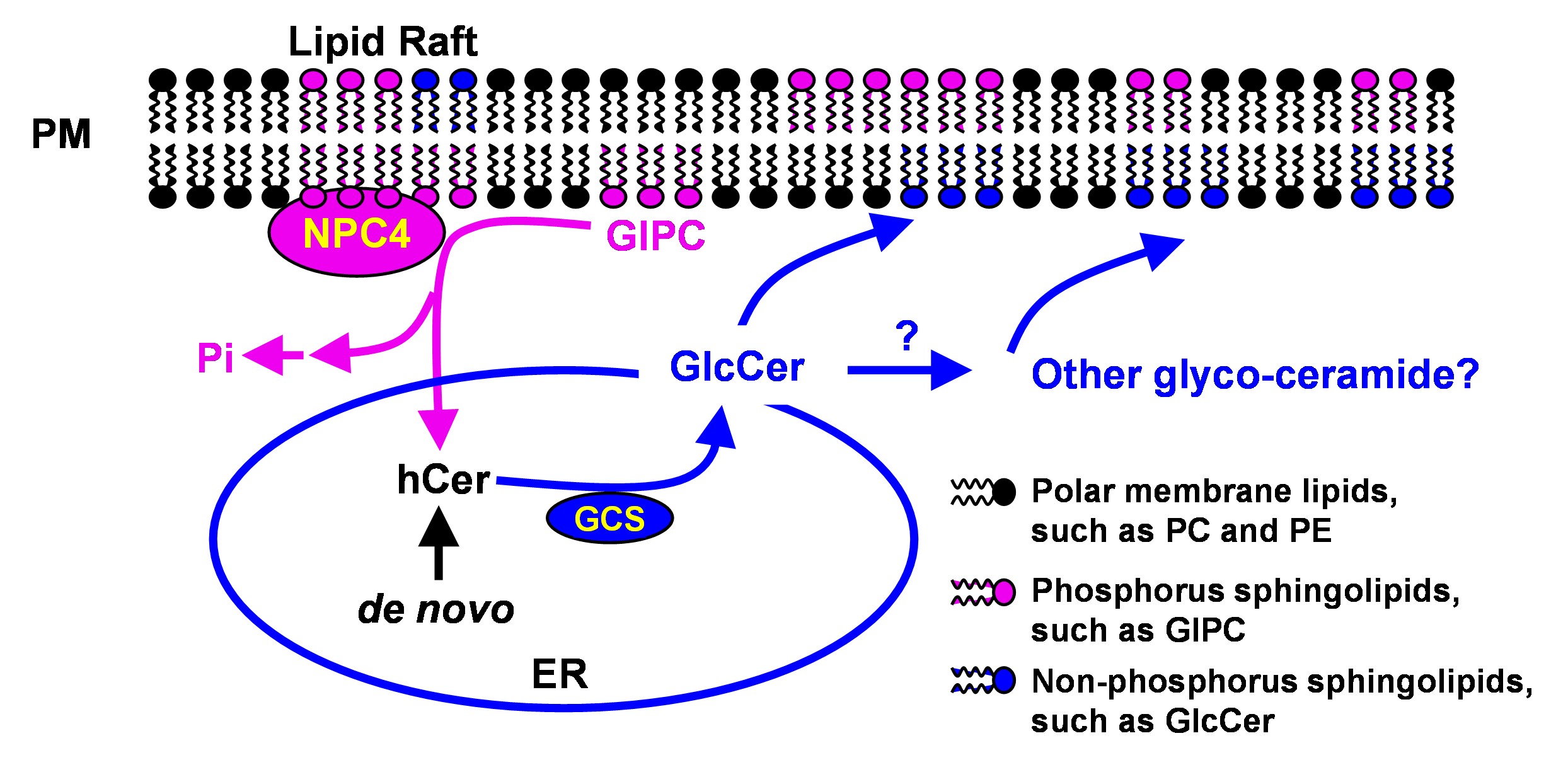 Lipid Remodeling During Phosphate Starvation Plantae lipid-remodeling-during-phosphate-starvation-plantae