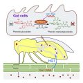 Whitefly Hijacks A Plant Detoxification Gene That Neutralizes Plant ...