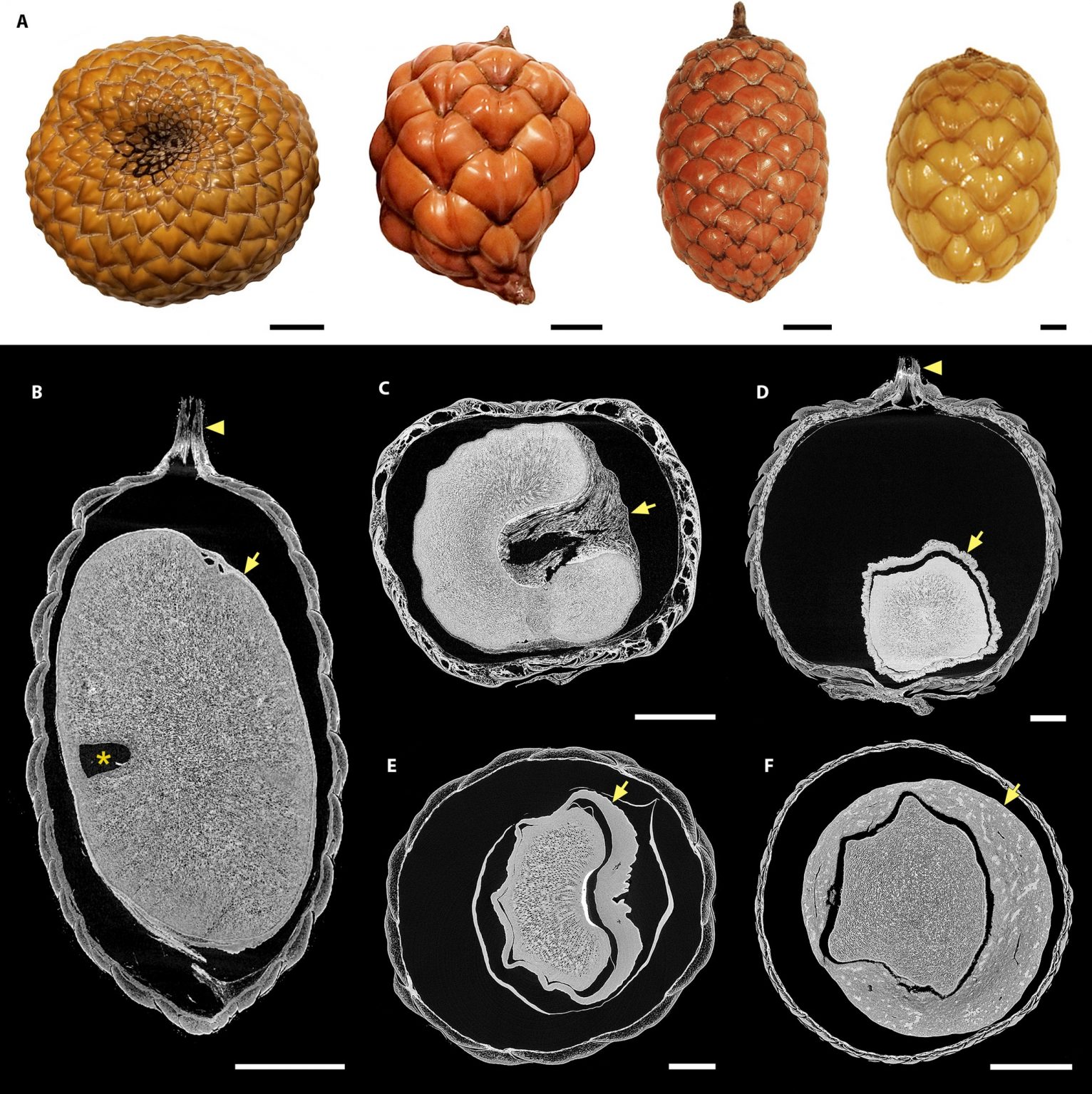 Plantae | Fossil palm reading using fruits to reveal the deep roots of ...