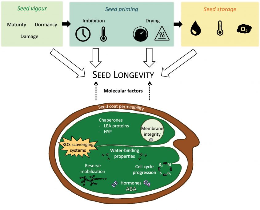 Review Ageing Beautifully Can The Benefits Of Seed Priming Be