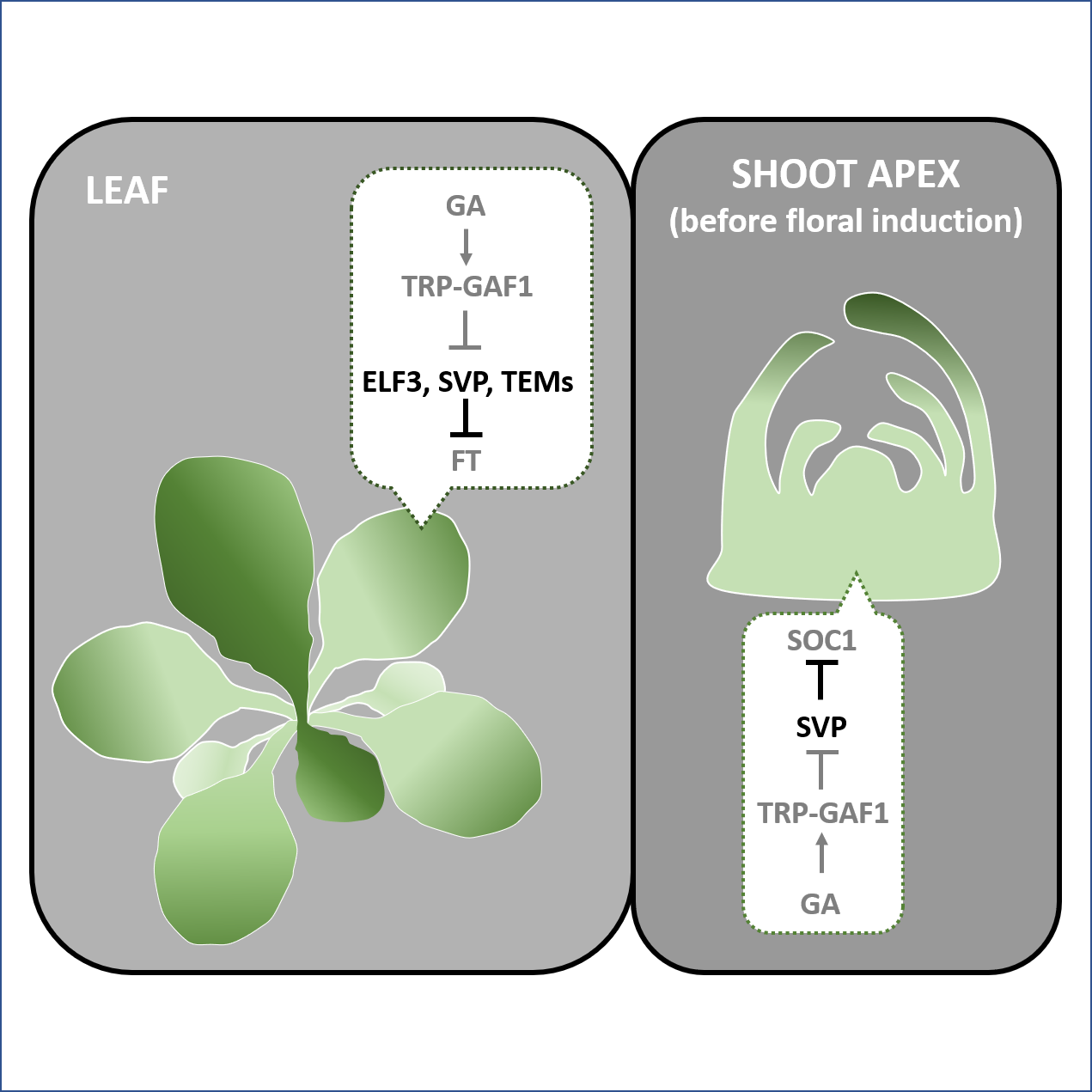 plantae-della-degradation-by-gibberellin-promotes-flowering-via-gaf1