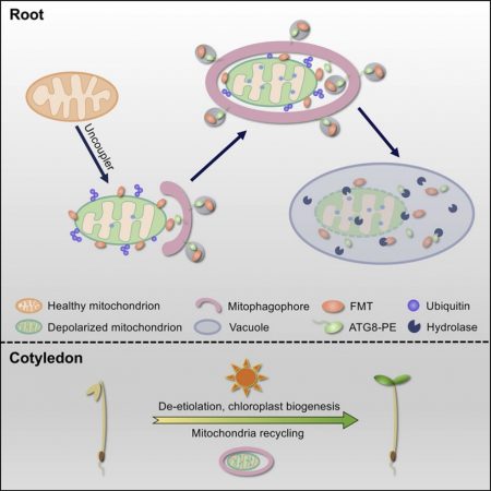 Plant Science Research Weekly: April 2, 2021 | Plantae