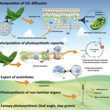 Plantae | Photosynthetic Oxygen Production: New Method Brings to Light ...