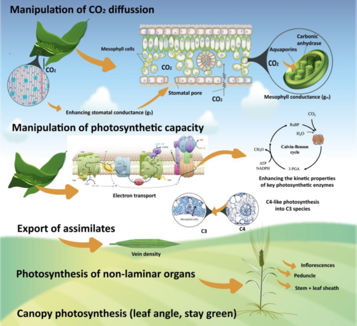 Review Improving crop yield and resilience through photosynthesis