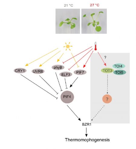 Plant Science Research Weekly: May 28, 2021 | Plantae