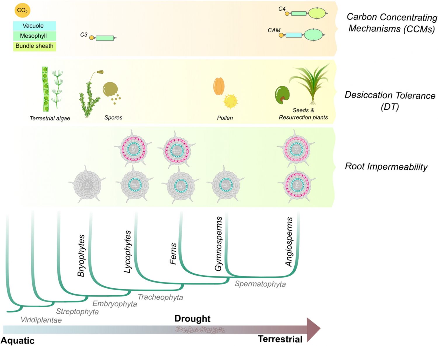 Review: Convergent evolution of gene regulatory networks underlying ...
