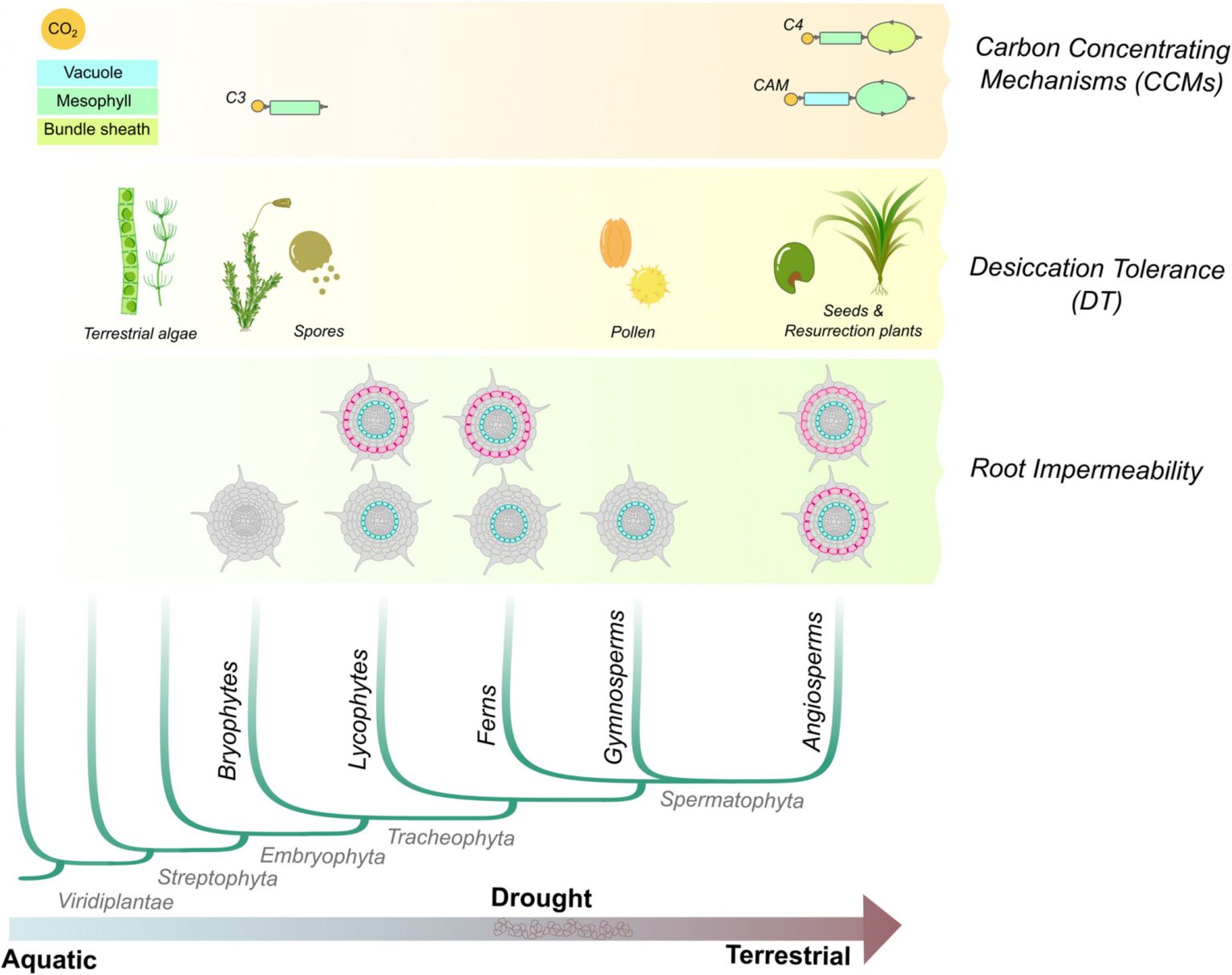 Review: Convergent evolution of gene regulatory networks underlying ...