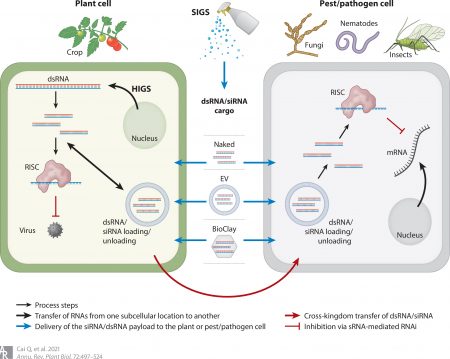 Review. Message in a Bubble: Shuttling small RNAs and proteins between ...