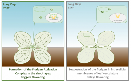 Florigen Sequestration In Cellular Membranes Modulates Temperature ...