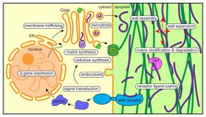 research questions on plant cell