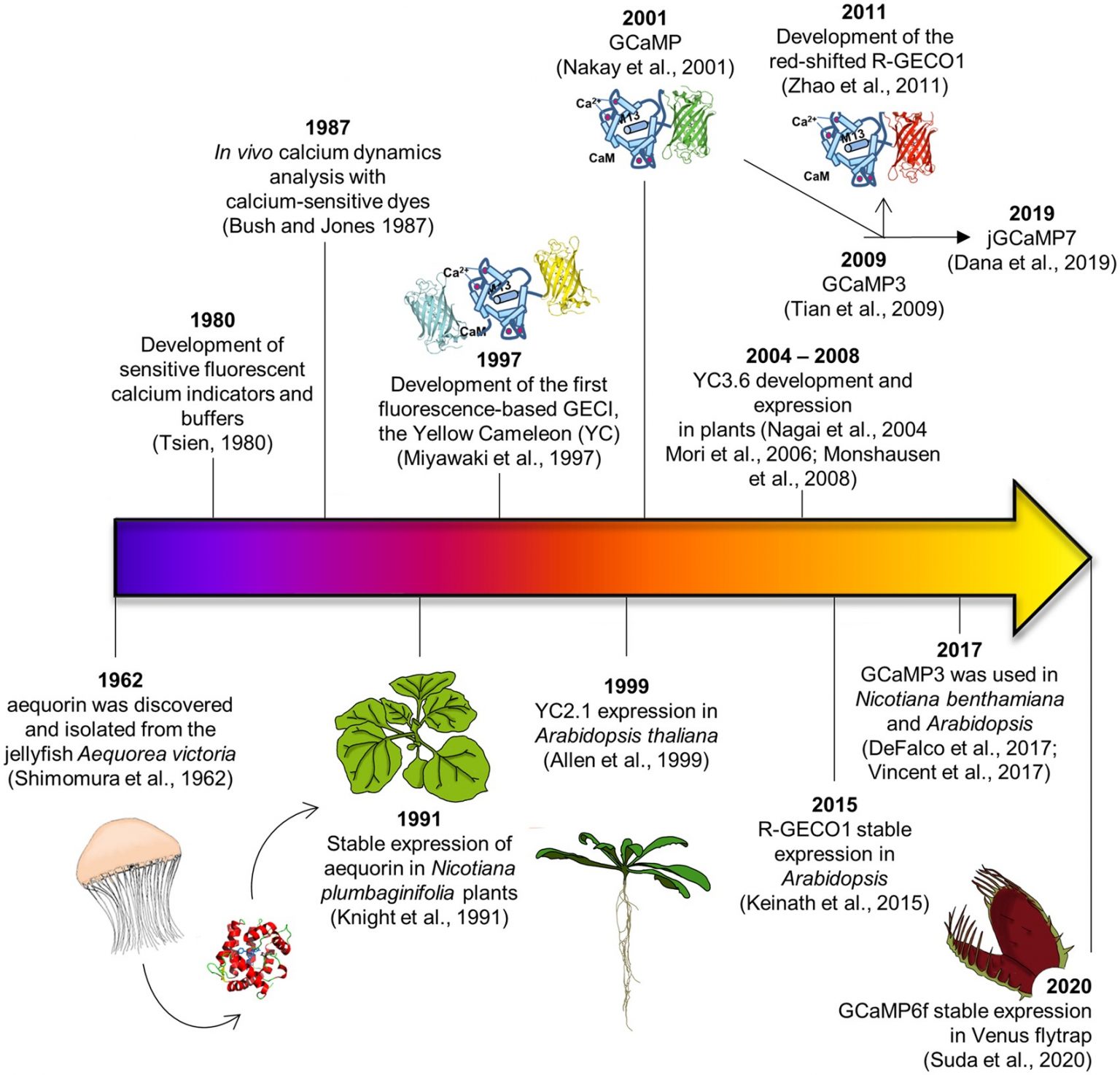 Review: Illuminating the hidden world of calcium ions in plants with a ...