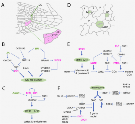 Plantae | Review: Cycling in a crowd: coordination of plant cell ...