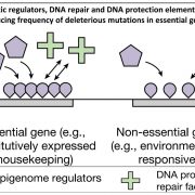 Plant evolution driven by interactions with symbiotic and pathogenic  microbes