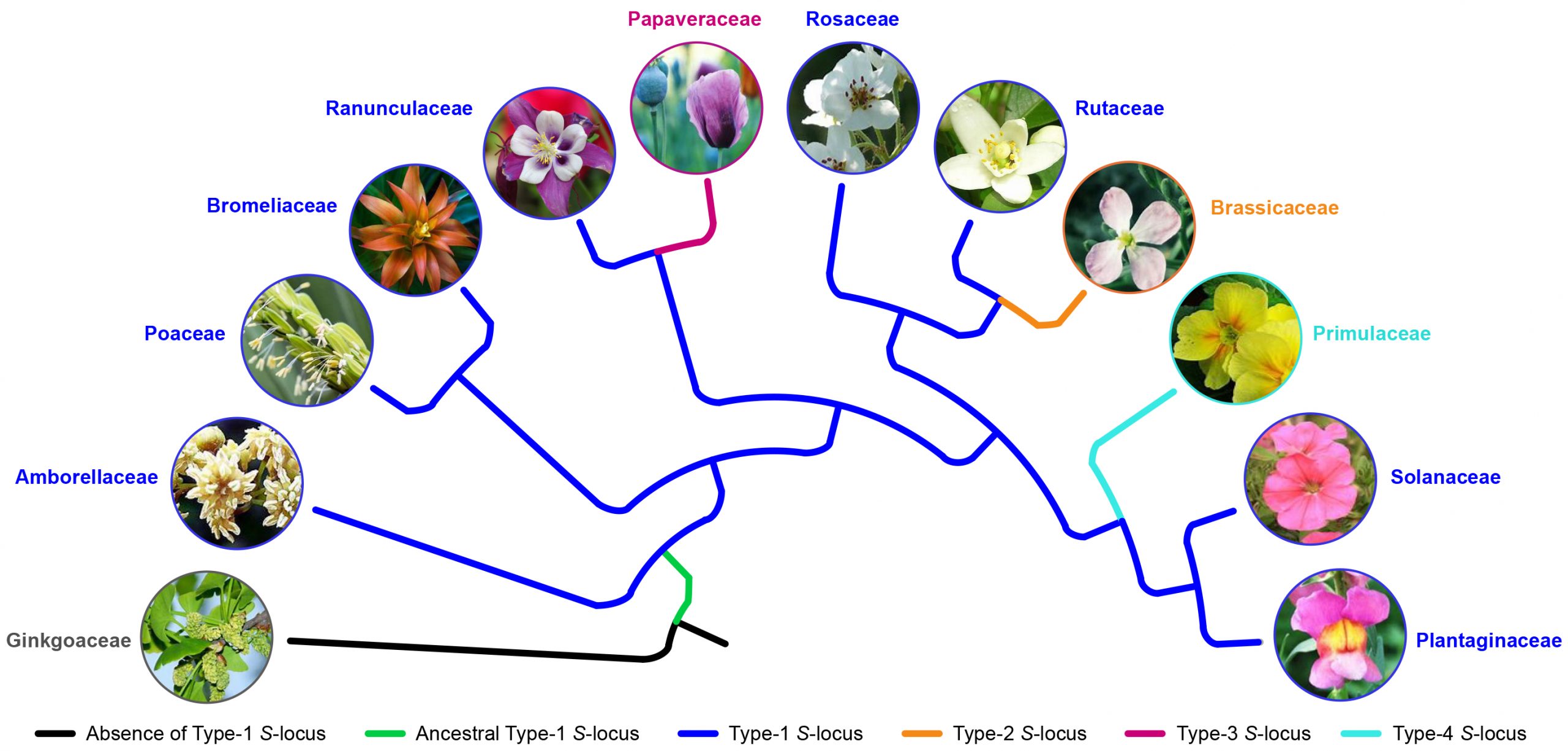 Dynamic Evolution of in Angiosperms Plantae