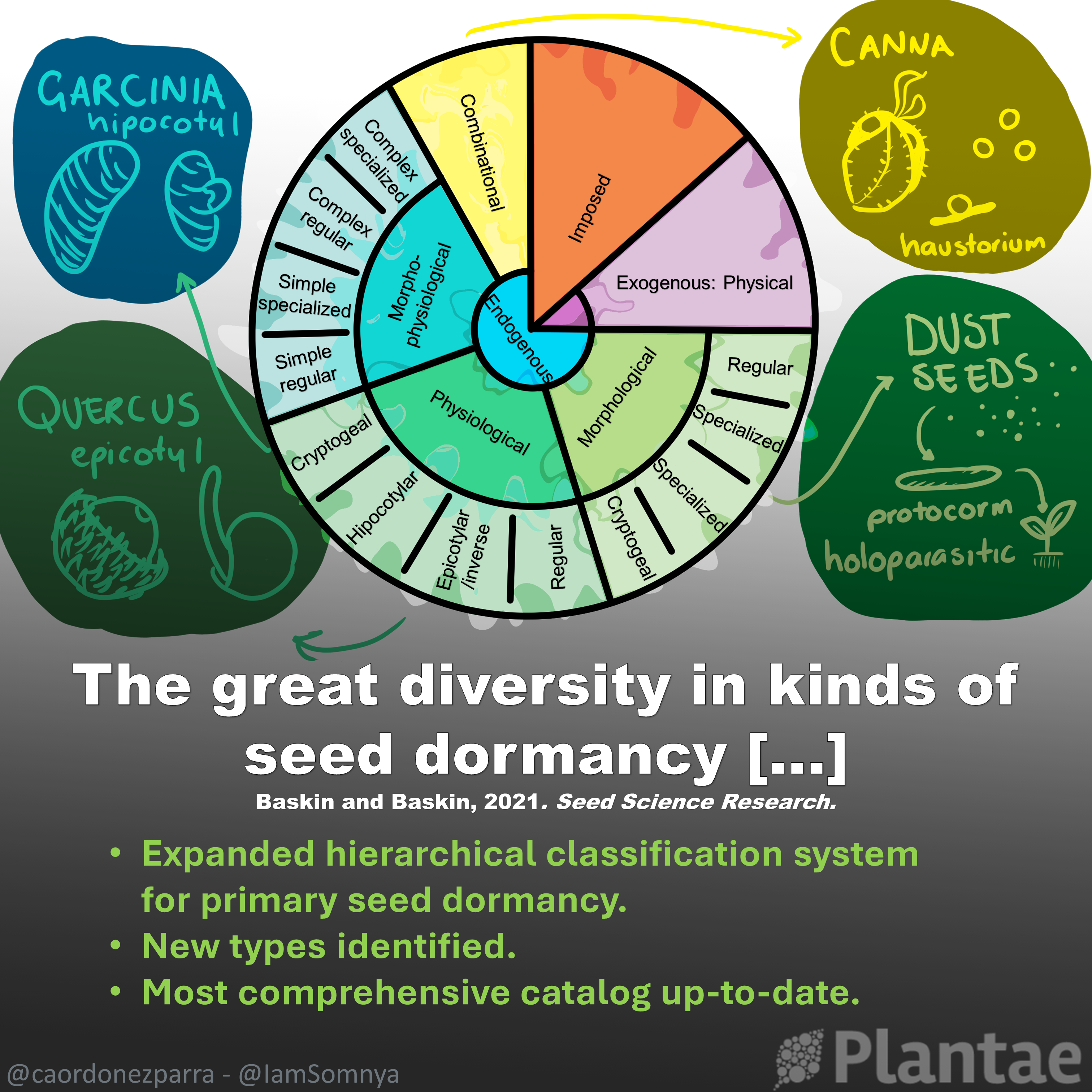 Review: The great diversity in kinds of seed dormancy (Seed Sci. Res ...