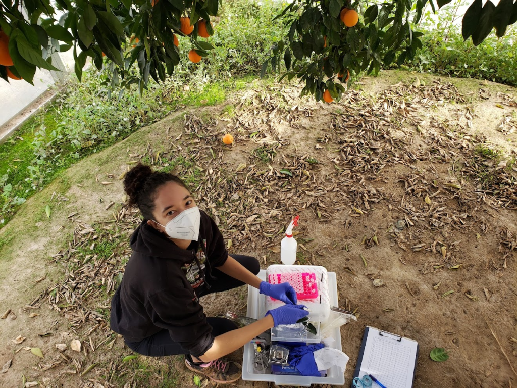 An image of Taylor Beaulie (masked and gloved) underneath an orange tree. Next to her is a plastic container with a measuring tape, spray bottle, clipboard, and test tubes in a rack to collect samples.