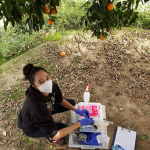 An image of Taylor Beaulie (masked and gloved) underneath an orange tree. Next to her is a plastic container with a measuring tape, spray bottle, clipboard, and test tubes in a rack to collect samples.
