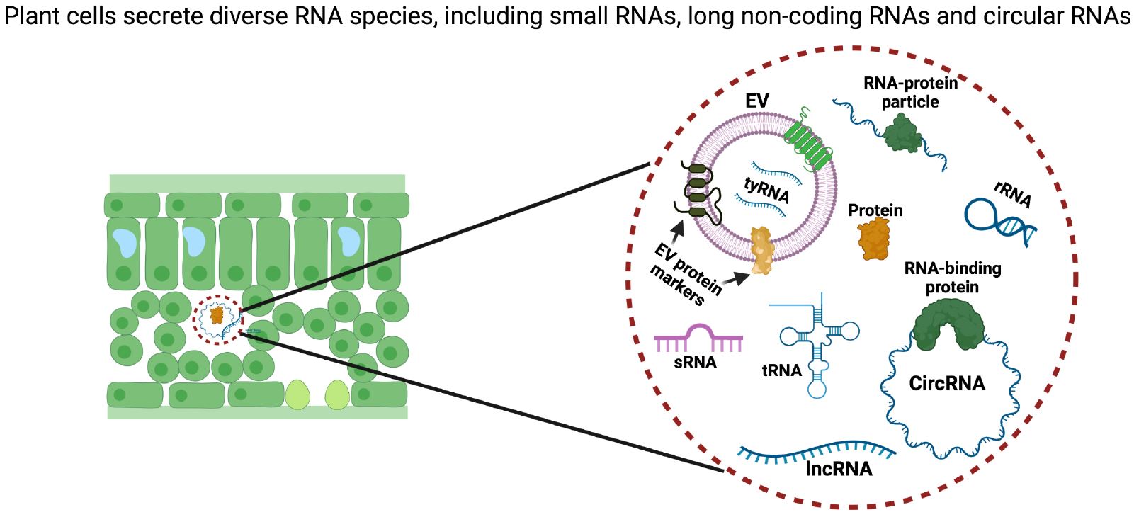 Plant Cells Secrete Diverse RNA Species, Including Small RNAs, Long ...