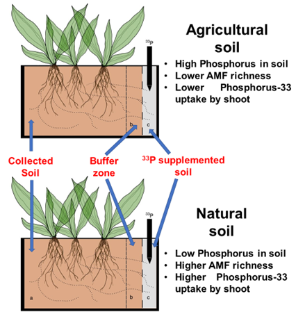 Hablemos de la Dicogamia protoginia Toma nota!👨‍📝🌱 . . . #Physiocrop  #CampoMexicano #agricultura #agricultor #agronomía  #Bioestimulaciónvegetal, By Physiocrop