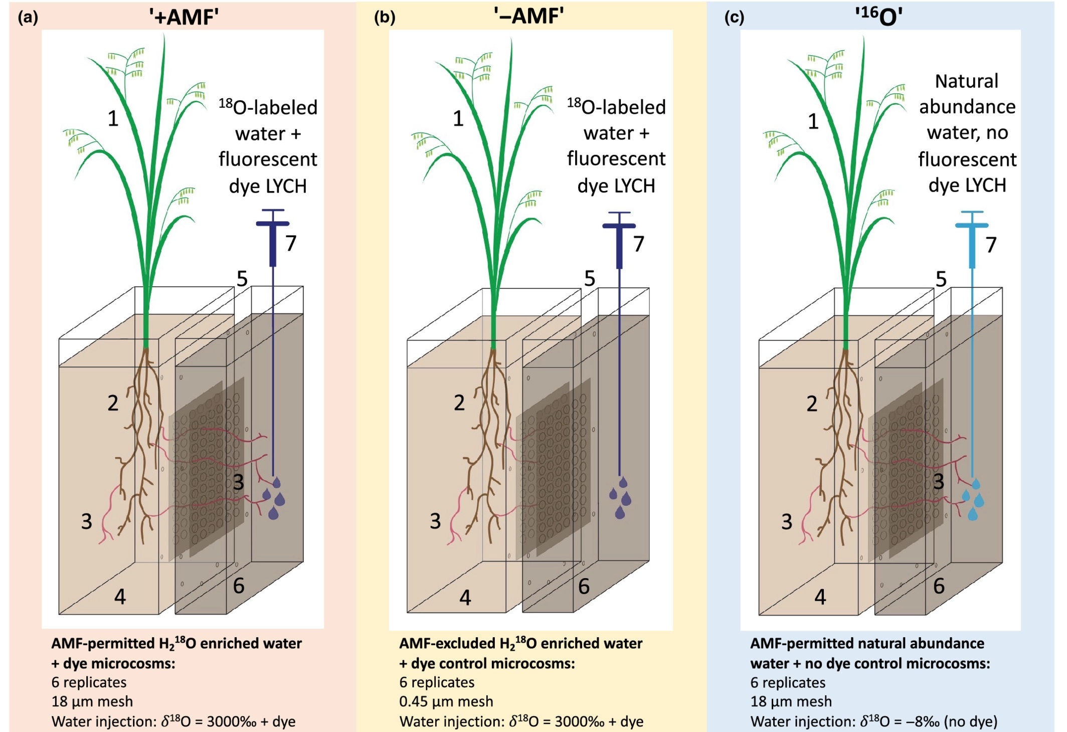 Tracking water transport to the host plants by arbuscular mycorrhizal ...