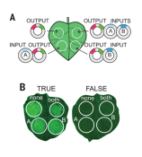 Synthetic genetic circuits as a means of reprogramming plant roots ...
