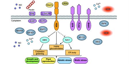 Feronia Holds The Key To A Better Understanding Of The Molecular 