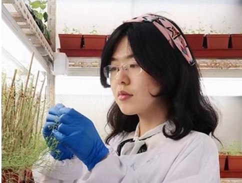 Yan-Qiu Tan: The Plant Cell First Author | Plantae