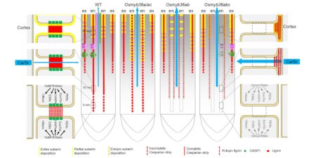 Plant Biology: Journey To The Center Of The Casparian Strip – FDOMF