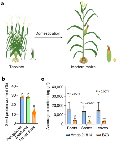 A Teosinte Gene Enhances Seed Protein Content In Maize Plantae