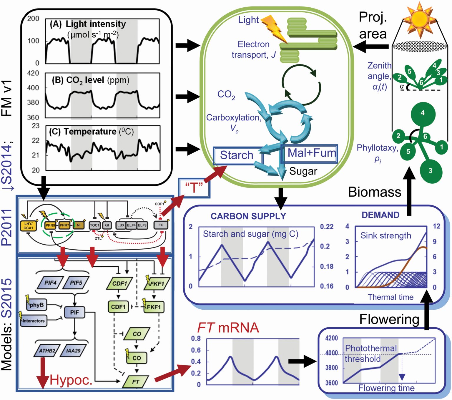 Arabidopsis Framework Model version 2 predicts the effects of circadian ...