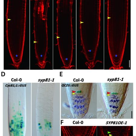 Uncovering the brassinosteroid gene regulatory networks in Arabidopsis ...
