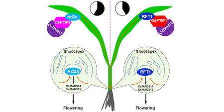 A tetratricopeptide repeat protein promotes heading in rice | Plantae